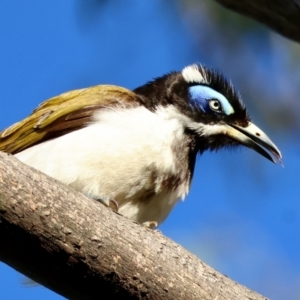 Entomyzon cyanotis at Hughes, ACT - 2 Dec 2023