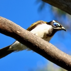 Entomyzon cyanotis at Hughes, ACT - 2 Dec 2023