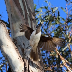 Entomyzon cyanotis at Hughes, ACT - 2 Dec 2023