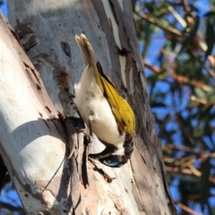 Entomyzon cyanotis at Hughes, ACT - 2 Dec 2023