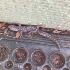 Christinus marmoratus (Southern Marbled Gecko) at Curtin, ACT - 3 Apr 2023 by iancurtin