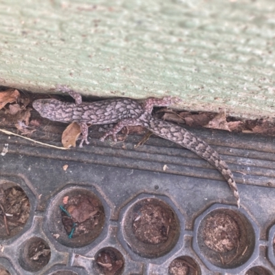 Christinus marmoratus (Southern Marbled Gecko) at Curtin, ACT - 3 Apr 2023 by iancurtin