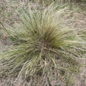 Nassella trichotoma at Gossan Hill - 2 Dec 2023