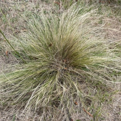Nassella trichotoma (Serrated Tussock) at Gossan Hill - 2 Dec 2023 by JVR