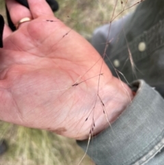 Nassella trichotoma at Gossan Hill - 2 Dec 2023 03:49 PM