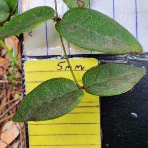 Platylobium formosum at Northbridge, NSW - 2 Dec 2023