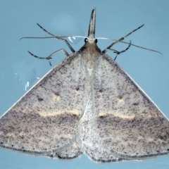 Epidesmia hypenaria (Long-nosed Epidesmia) at Ainslie, ACT - 20 Nov 2023 by jb2602