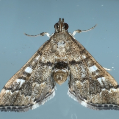 Nacoleia rhoeoalis (Spilomelinae) at Ainslie, ACT - 20 Nov 2023 by jb2602