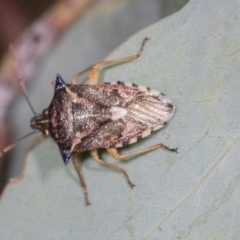 Oechalia schellenbergii (Spined Predatory Shield Bug) at Holt, ACT - 1 Dec 2023 by AlisonMilton