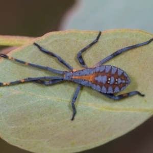 Amorbus sp. (genus) at Holt, ACT - 1 Dec 2023