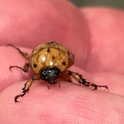 Cyclocephala signaticollis (Argentinian scarab) at Holt, ACT - 2 Dec 2023 by JimL