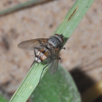 Unverified True fly (Diptera) at Warana, QLD - 19 Nov 2023 by Harrisi