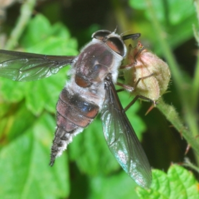 Trichophthalma punctata (Tangle-vein fly) at Black Mountain - 2 Dec 2023 by Harrisi