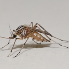 Culicidae (family) by TimL