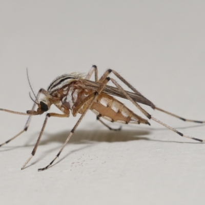 Culicidae sp. (family) at Wellington Point, QLD - 1 Dec 2023 by TimL