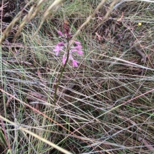 Dipodium roseum at Mount Majura - 1 Dec 2023