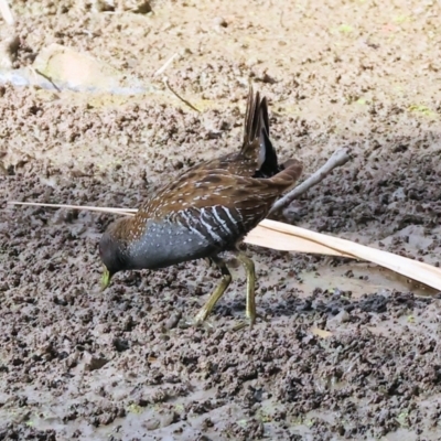 Porzana fluminea (Australian Spotted Crake) at Wonga Wetlands - 2 Dec 2023 by KylieWaldon