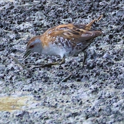 Zapornia pusilla (Baillon's Crake) at Splitters Creek, NSW - 1 Dec 2023 by KylieWaldon