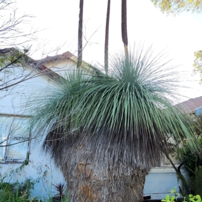 Xanthorrhoea sp. (Grass Tree) at Willoughby, NSW - 2 Dec 2023 by Steve818
