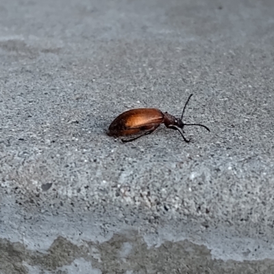 Ecnolagria grandis (Honeybrown beetle) at Phillip, ACT - 2 Dec 2023 by shube