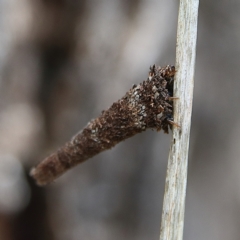 Lepidoscia (genus) IMMATURE (Unidentified Cone Case Moth larva, pupa, or case) at Higgins, ACT - 1 Dec 2023 by Trevor
