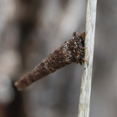 Lepidoscia (genus) IMMATURE (Unidentified Cone Case Moth larva, pupa, or case) at Cantor Crescent Woodland, Higgins - 1 Dec 2023 by Trevor