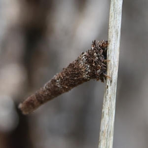 Lepidoscia (genus) IMMATURE at Cantor Crescent Woodland, Higgins - 2 Dec 2023