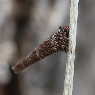 Lepidoscia (genus) IMMATURE (Unidentified Cone Case Moth larva, pupa, or case) at Cantor Crescent Woodland, Higgins - 1 Dec 2023 by Trevor