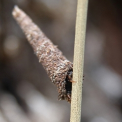 Lepidoscia (genus) IMMATURE at Cantor Crescent Woodland, Higgins - 2 Dec 2023