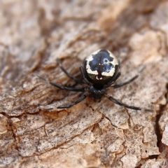 Euryopis splendens (Splendid tick spider) at Cantor Crescent Woodland, Higgins - 2 Dec 2023 by Trevor