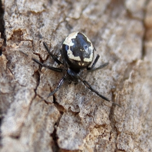 Euryopis splendens at Cantor Crescent Woodland, Higgins - 2 Dec 2023