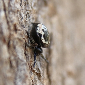 Euryopis splendens at Cantor Crescent Woodland, Higgins - 2 Dec 2023