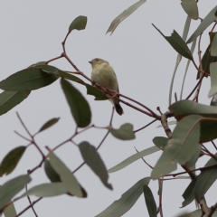 Smicrornis brevirostris (Weebill) at Higgins, ACT - 1 Dec 2023 by Trevor