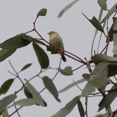 Smicrornis brevirostris (Weebill) at Higgins, ACT - 1 Dec 2023 by Trevor