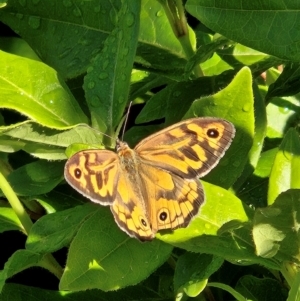 Heteronympha merope at QPRC LGA - 3 Dec 2023