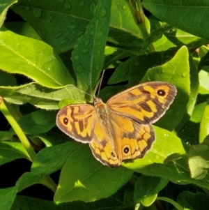 Heteronympha merope at QPRC LGA - 3 Dec 2023