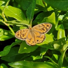 Heteronympha merope at QPRC LGA - 3 Dec 2023