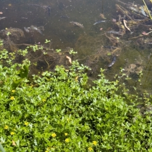 Ranunculus amphitrichus at Illilanga & Baroona - 17 Nov 2023 11:53 AM