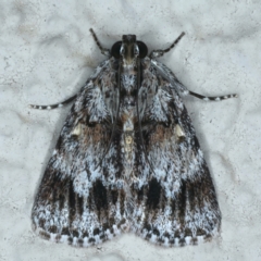 Spectrotrota fimbrialis (A Pyralid moth) at Ainslie, ACT - 21 Nov 2023 by jb2602