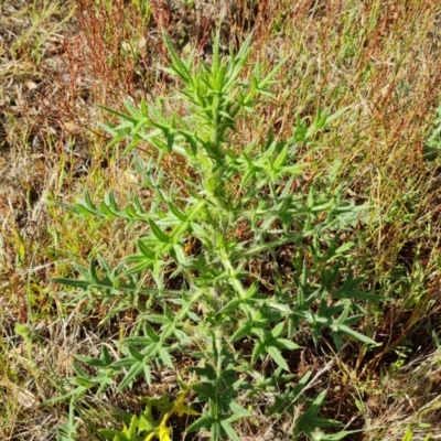 Cirsium vulgare (Spear Thistle) at Mount Mugga Mugga - 3 Dec 2023 by Mike