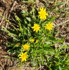 Leontodon saxatilis (Lesser Hawkbit, Hairy Hawkbit) at Chifley, ACT - 2 Dec 2023 by Mike