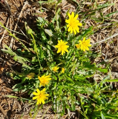 Leontodon saxatilis (Lesser Hawkbit, Hairy Hawkbit) at Mount Mugga Mugga - 3 Dec 2023 by Mike