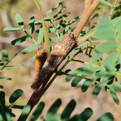 Conoeca guildingi (A case moth) at Chifley, ACT - 2 Dec 2023 by Mike