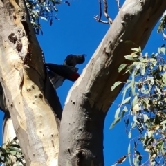 Callocephalon fimbriatum (Gang-gang Cockatoo) at Chifley, ACT - 2 Dec 2023 by Mike