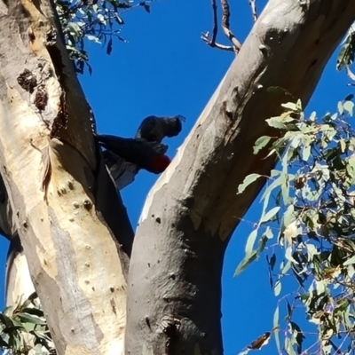 Callocephalon fimbriatum (Gang-gang Cockatoo) at Chifley, ACT - 3 Dec 2023 by Mike