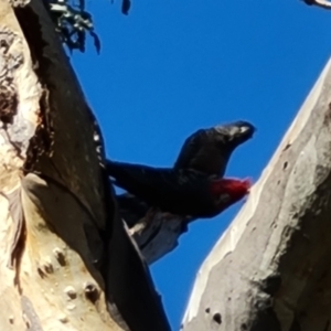 Callocephalon fimbriatum at Mount Mugga Mugga - suppressed