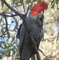 Callocephalon fimbriatum at Mount Mugga Mugga - 3 Dec 2023