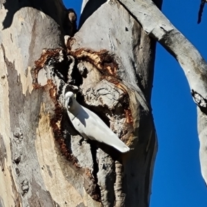 Cacatua galerita at Mount Mugga Mugga - 3 Dec 2023