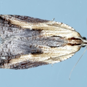 Cryptoptila immersana at Ainslie, ACT - 21 Nov 2023