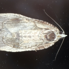 Cryptoptila immersana at Ainslie, ACT - 21 Nov 2023